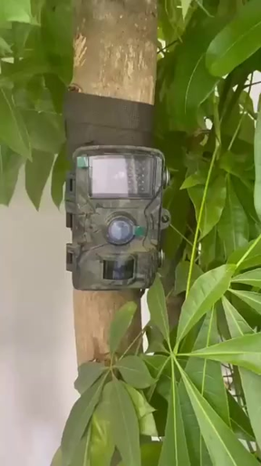 Câmera De Caça Visão Noturna, Observação, Hc801a A Melhor Envio Imediato