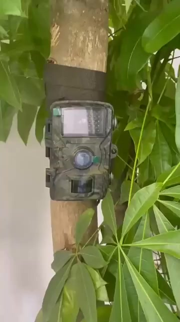 Câmera De Caça Visão Noturna, Observação, Hc801a A Melhor Envio Imediato