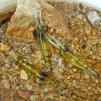 Iscas Artificiais Camarão Aromatizadas - Pintado, Robalo, Pacu, Corvina - Pesca Maritima e Agua doce
