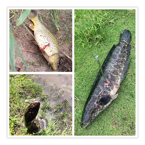 Kit18 Estilingue De Pesca Completo Flecha De Pesca/Carretel De Pesca/dispositivo De Lançamento